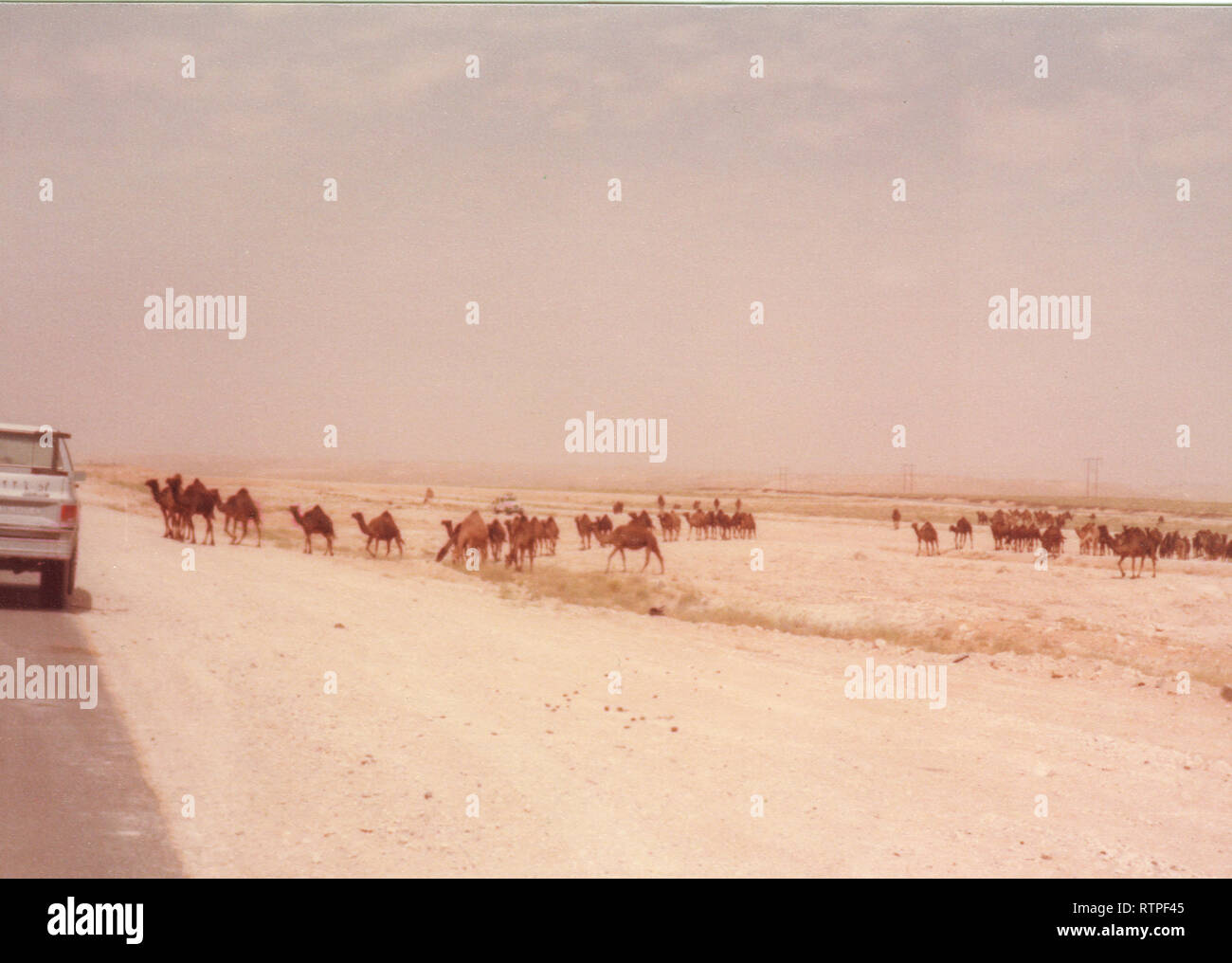 Camels graze and move at their shepherd's direction near Quarrayah Beach, outside of Abqaiq, Saudi Arabia in the late 70s. Stock Photo