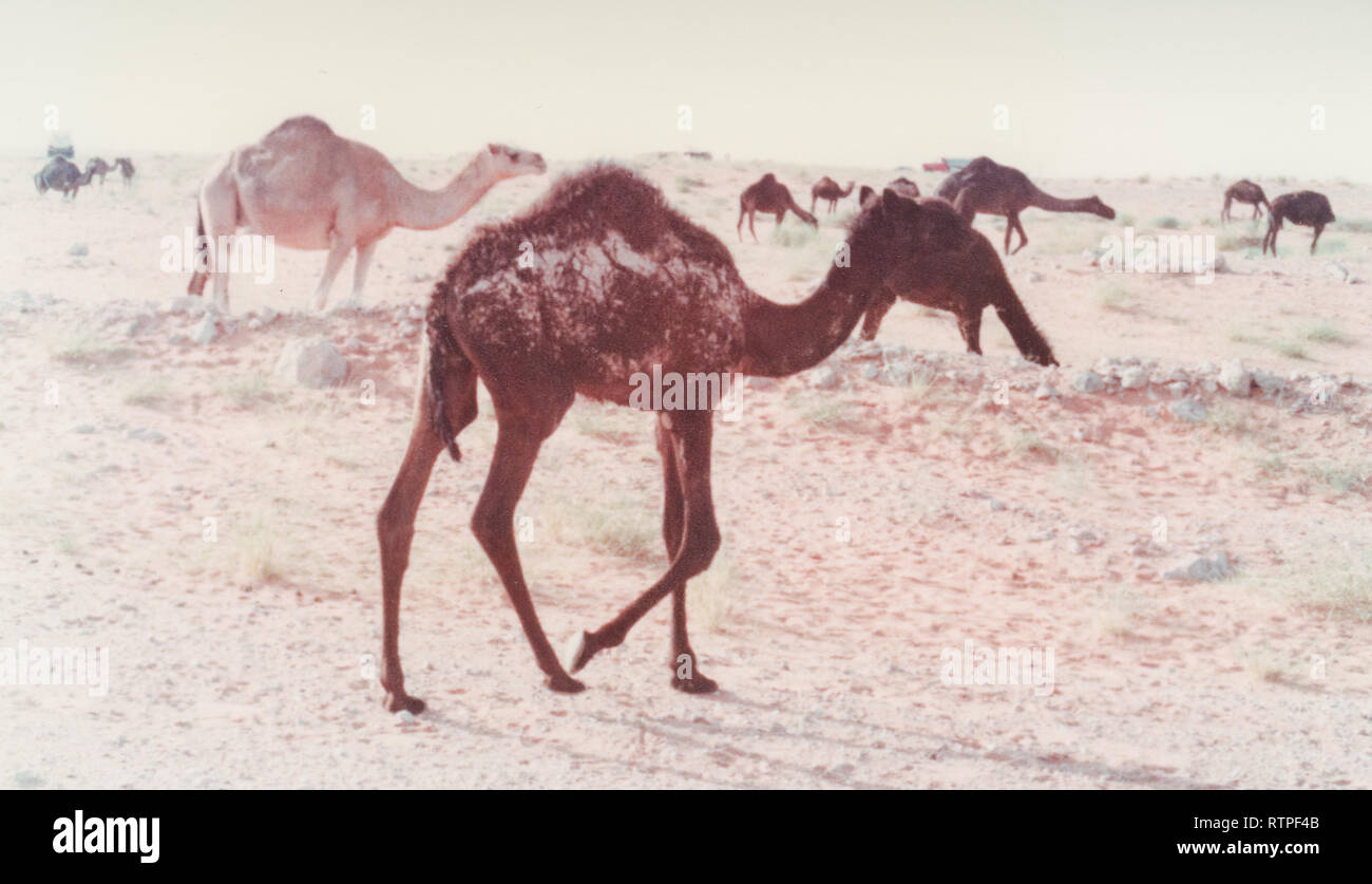 A herd of camels graze on the road to Quarrayah Beach, near Abqaiq, Saudi Arabia. Stock Photo