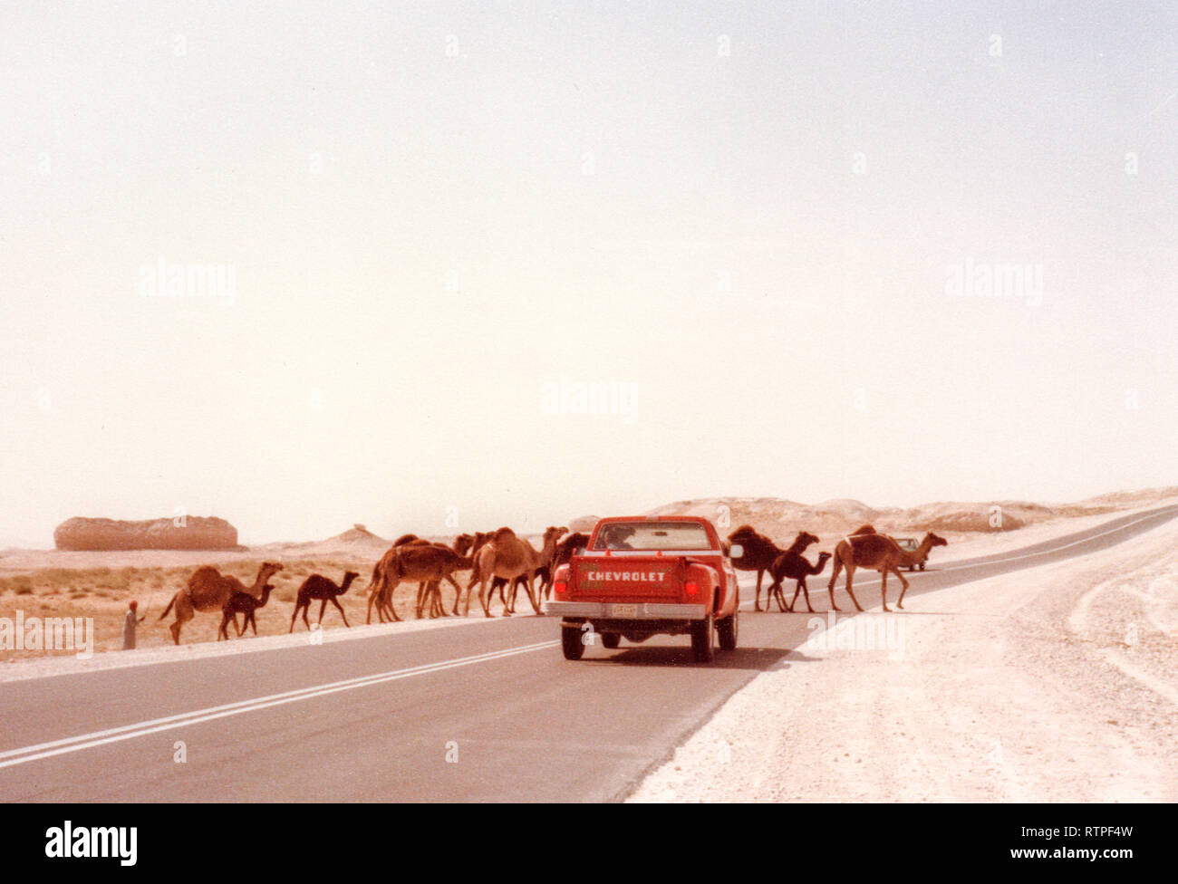 A herd of dromedary camels crosses the road in front of a pickup truck near Abqaiq, Saudi Arabia on the way to Quarrayah Beach. Stock Photo