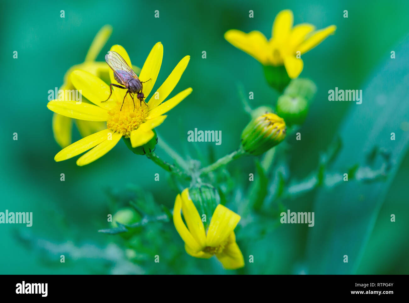 Black insect hi-res stock photography and images - Alamy