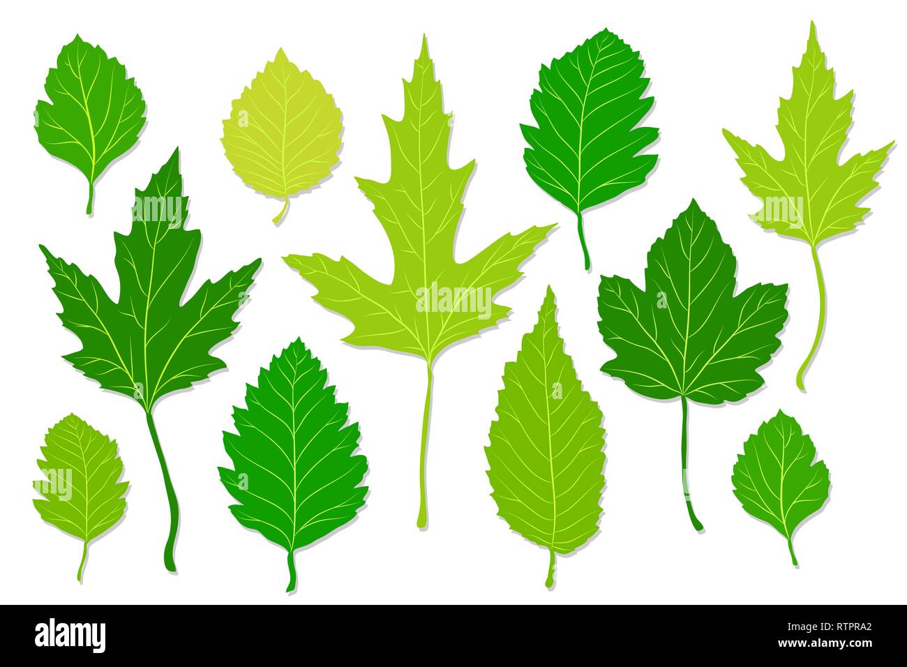 Green leaves set on white background. Vector illustration Stock Vector ...