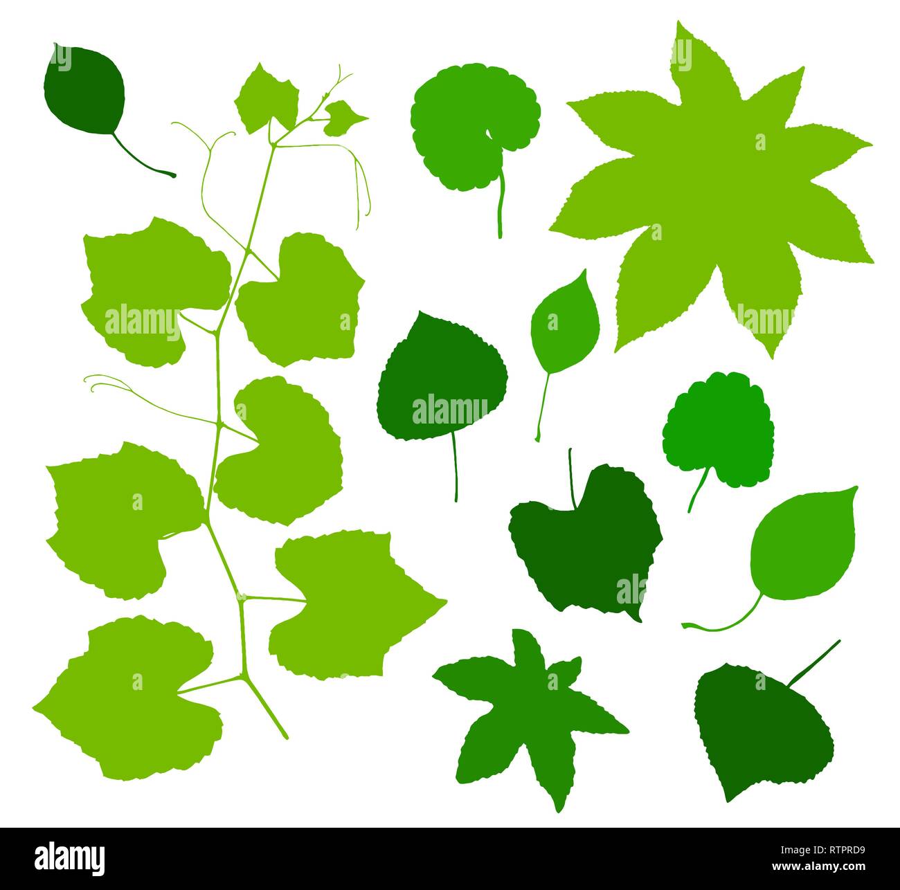 Green leaves set isolated on white background. Vector illustration Stock Vector