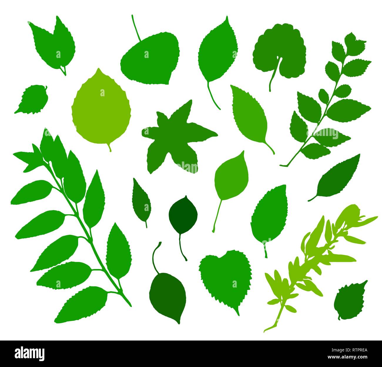 Green leaves silhouettes set isolated on white background. Vector illustration Stock Vector