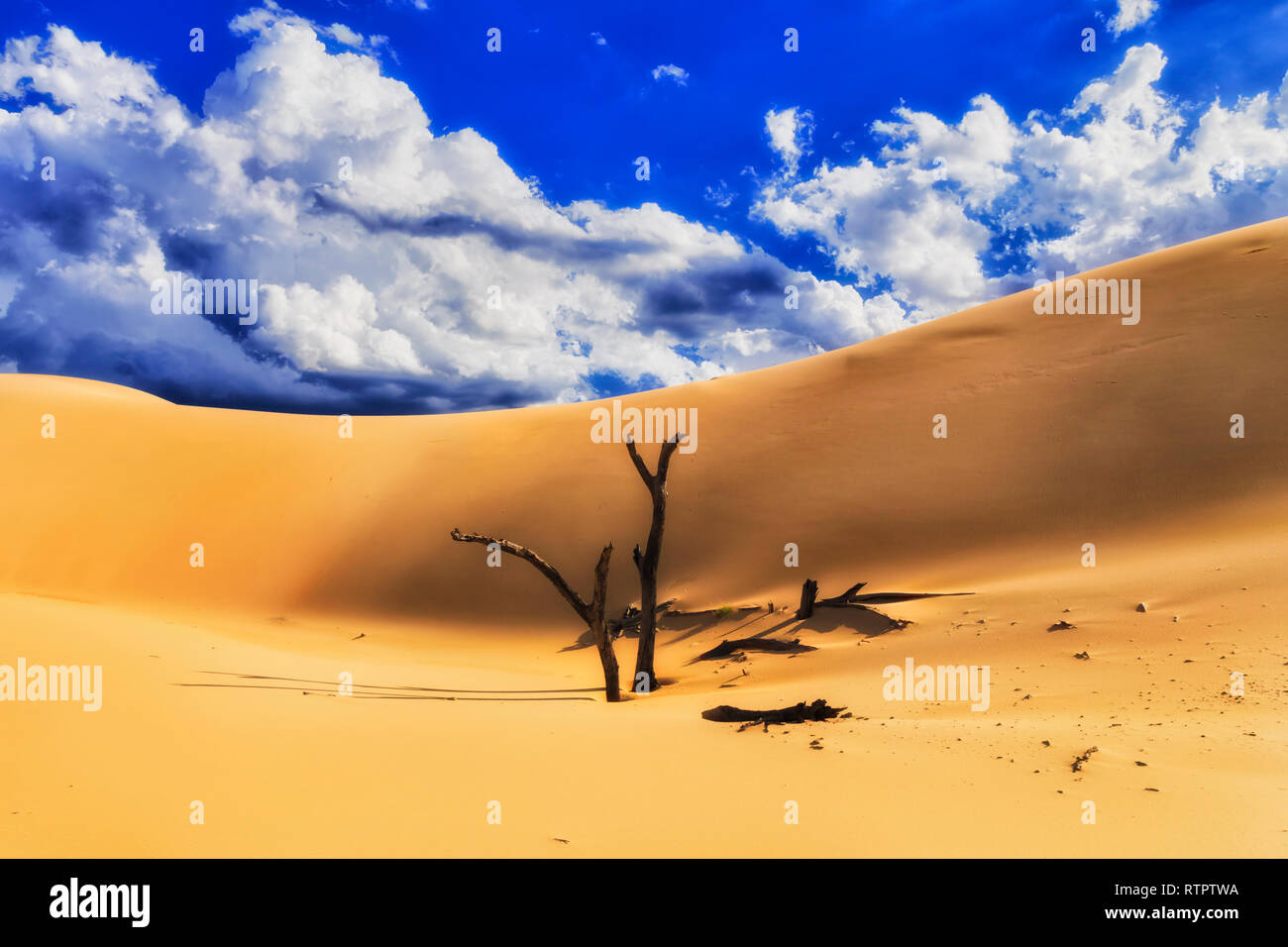 Dried lifeless tree trunks sticking out of sand against huge sand dune under hot blue sky on a sunny summer day in Australian Stockton beach - Worimi  Stock Photo