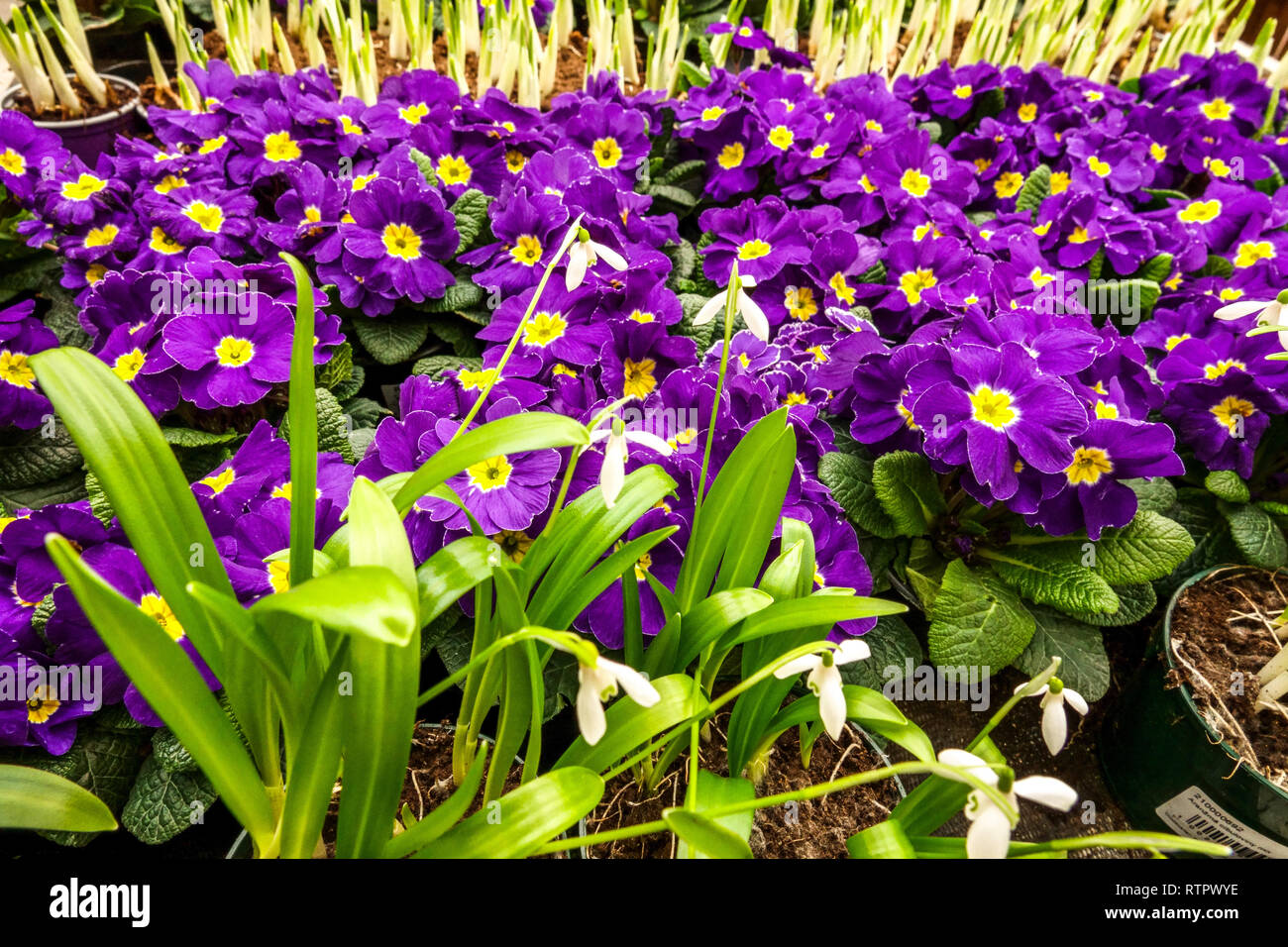 Primroses for sale Polyanthus in pots Garden centre Stock Photo Alamy