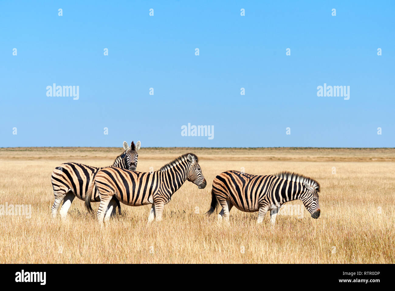 Three wild zebras walk in the African savannah Stock Photo