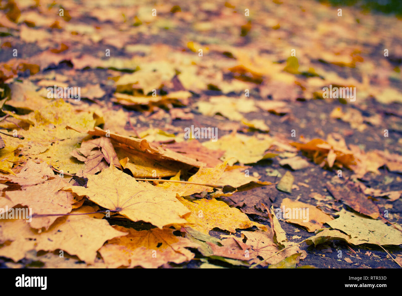 autumn Leaves Changing Colors. autumn leaves on the ground Stock Photo