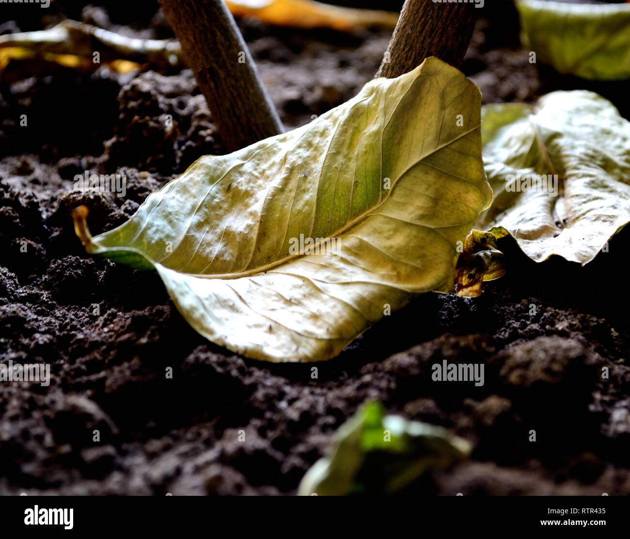 Dry green lemon leaf on wet soil Stock Photo
