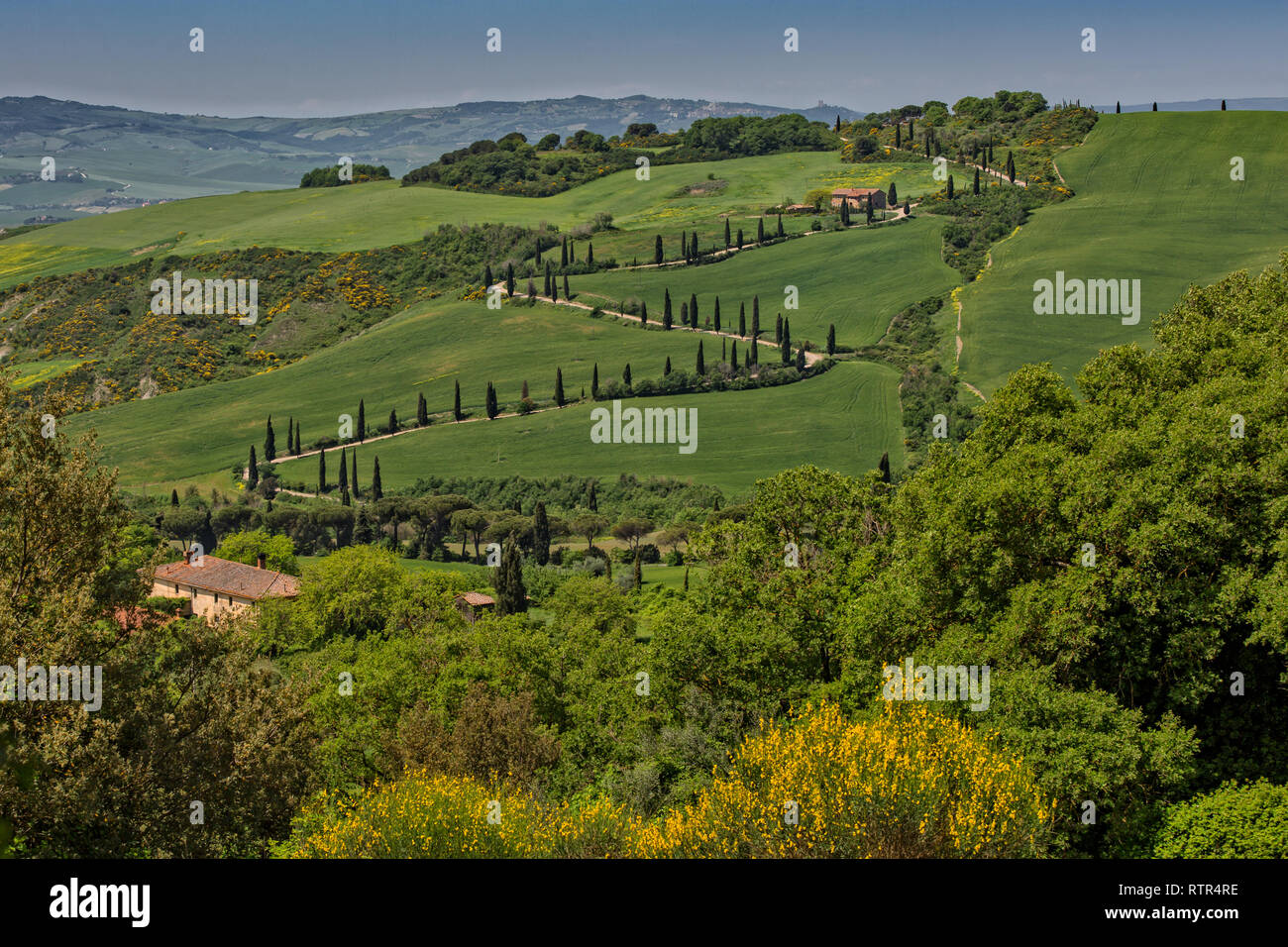 La Foce - cypress tree lined road in Val d'Orcia. Scenic landscape in ...