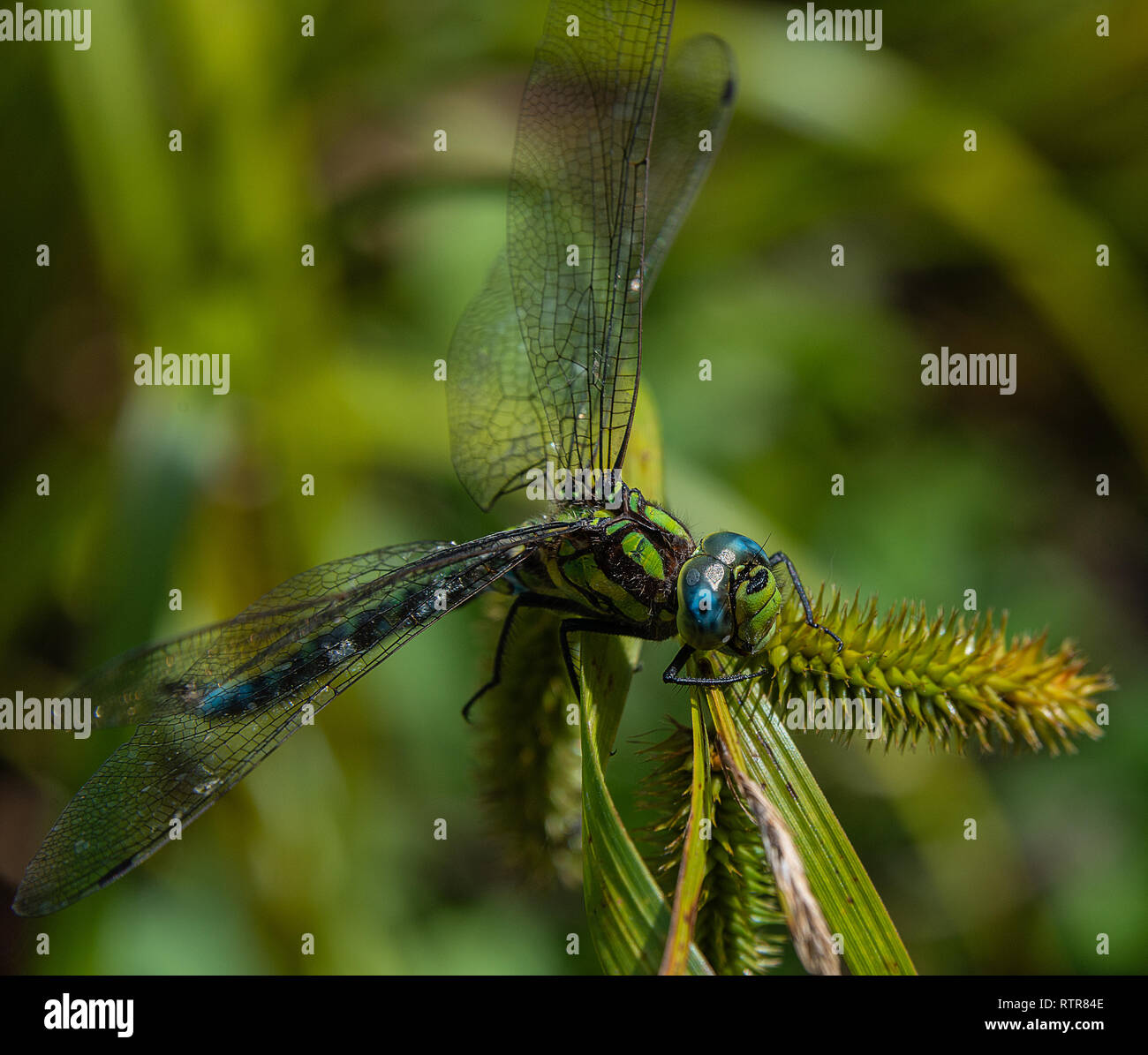 Close up of dragon fly Stock Photo
