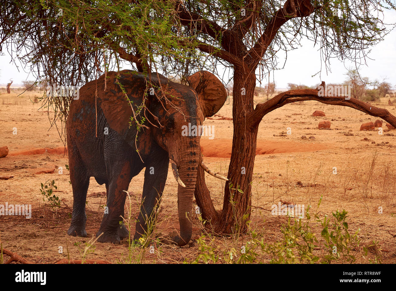 View of an elephant to a tree and landscape in the background. Safari Tsavo Park in Kenya, Africa. Stock Photo