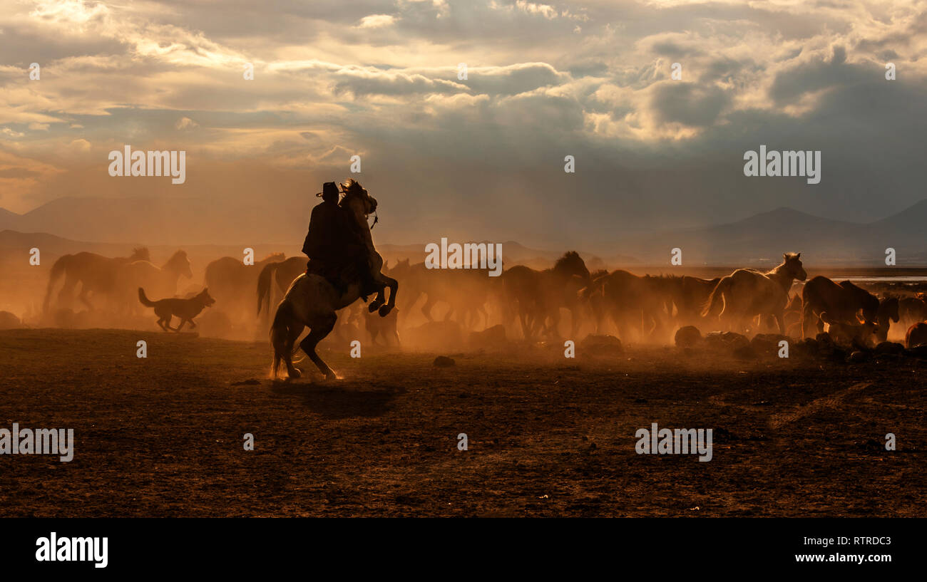 running horses silhouette high resolution stock photography and images alamy