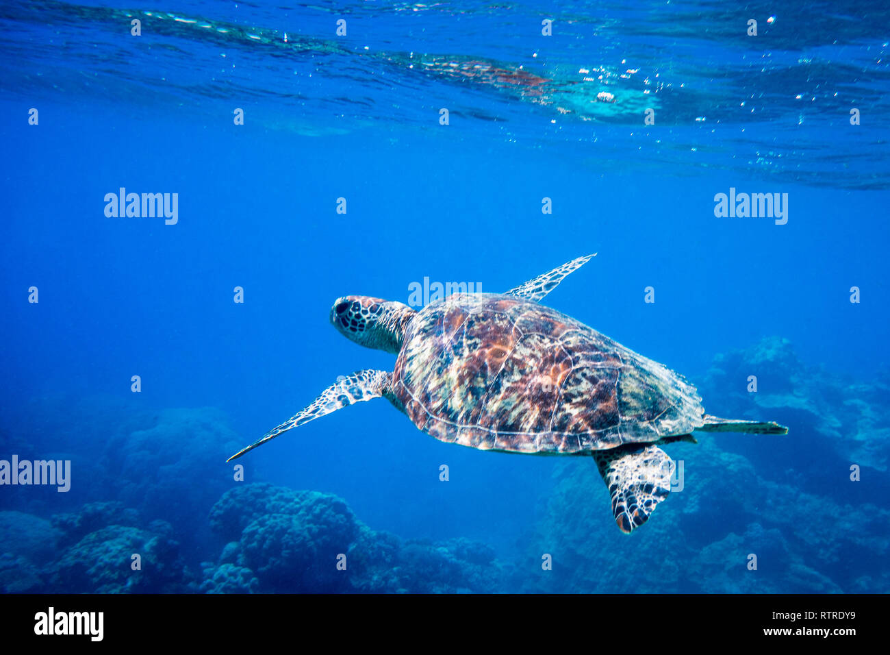 Turtle at the Great Barrier Reef Stock Photo