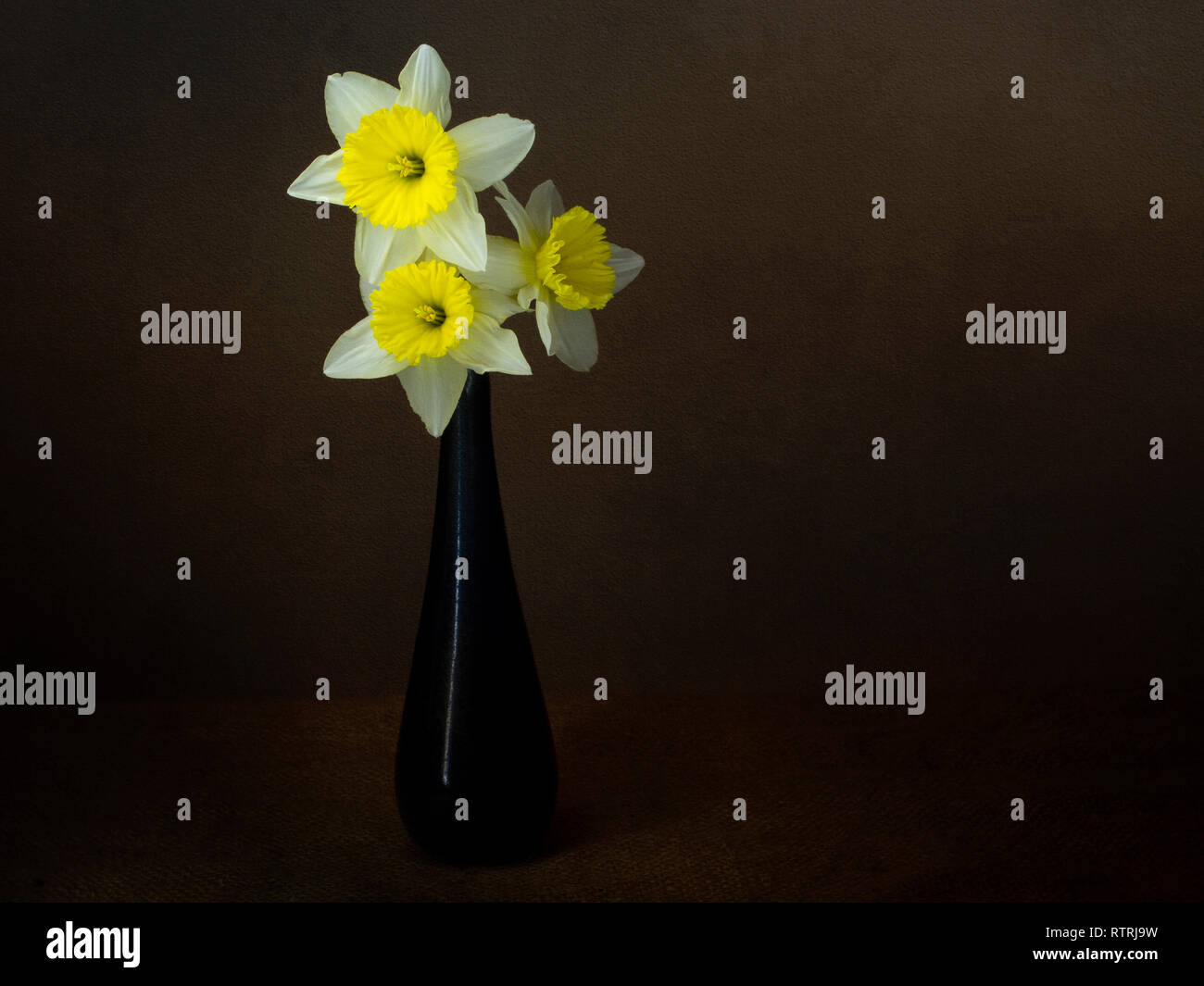 Seasonal spring daffodils still life, light painting chiaroscuro style, in vase, with copyspace. Stock Photo