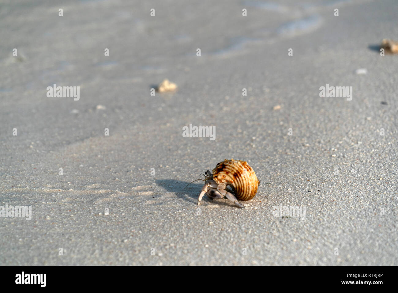 Hermit crab on white sandy tropical paradise beach Stock Photo