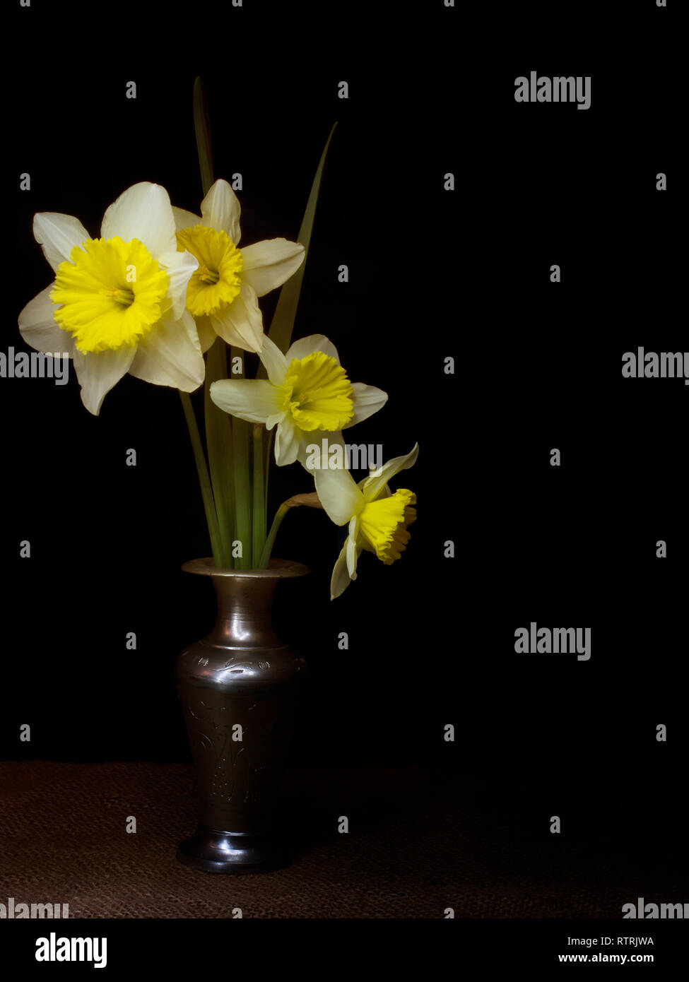 Spring daffodils still life, light painting chiaroscuro style, in vase, with copyspace. Stock Photo