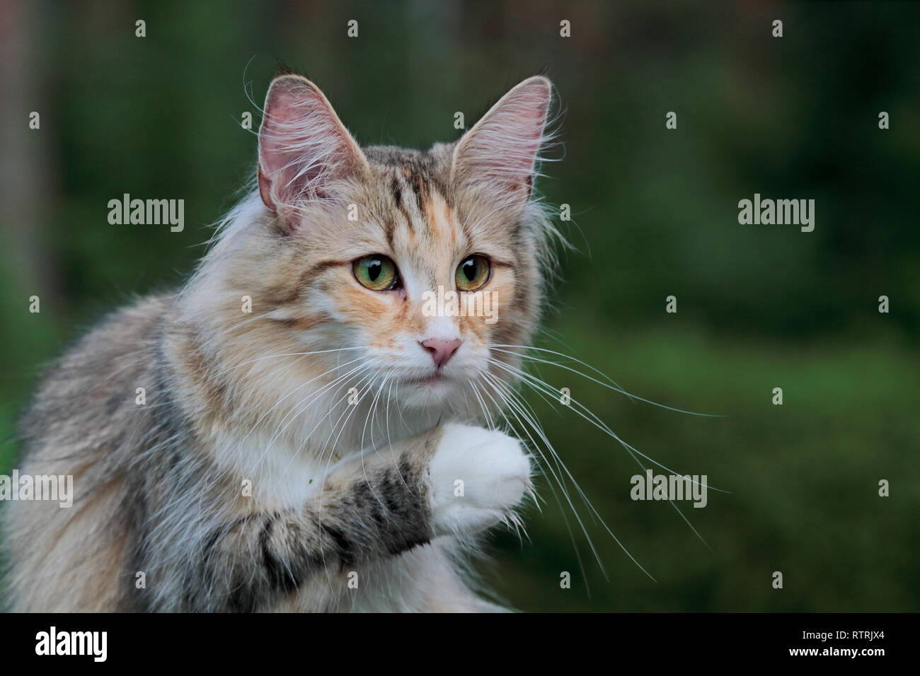 Norwegian forest cat female with lifted paw and green background Stock