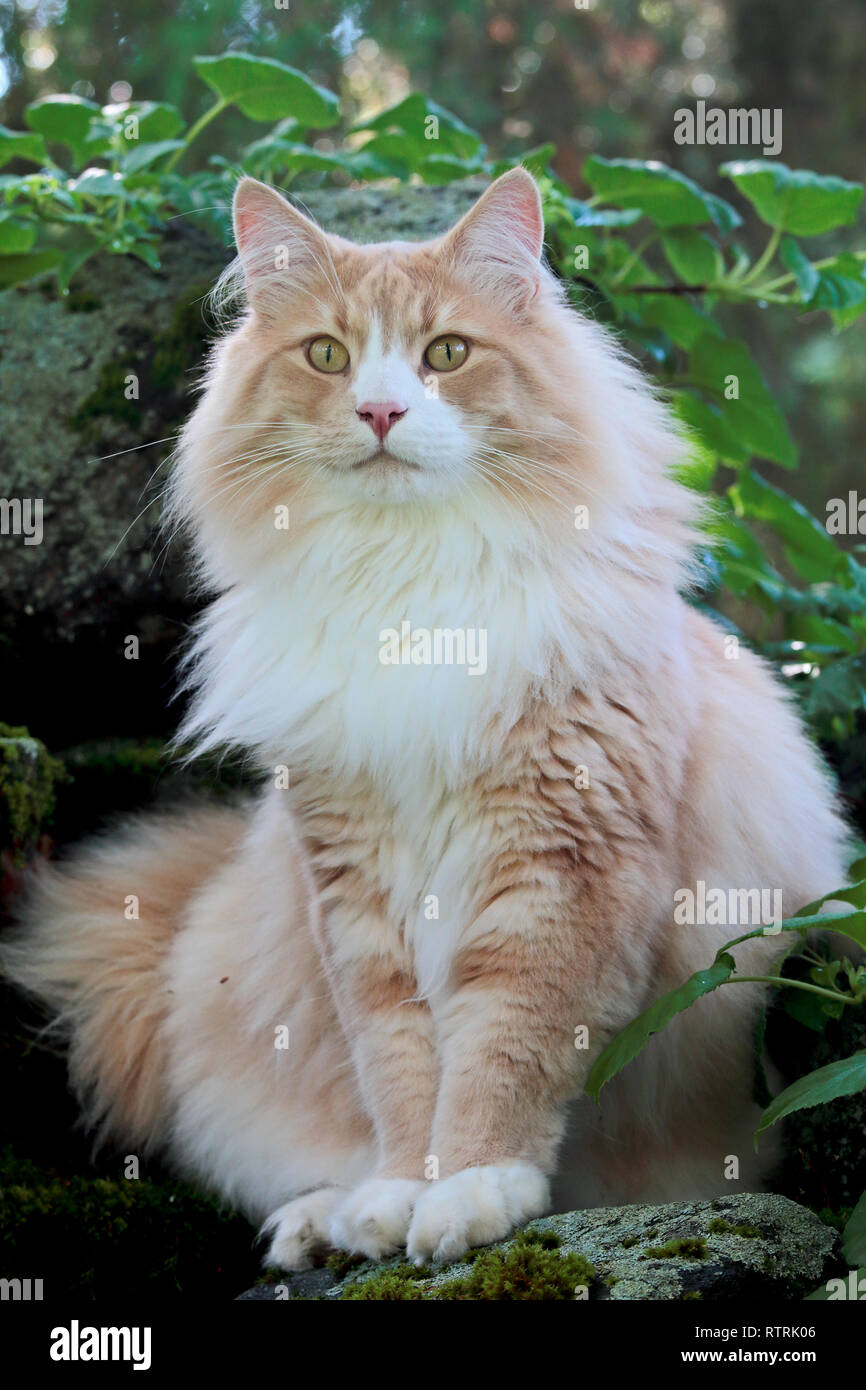 A big and strong norwegian forest cat sitting in green garden on a summer day Stock Photo