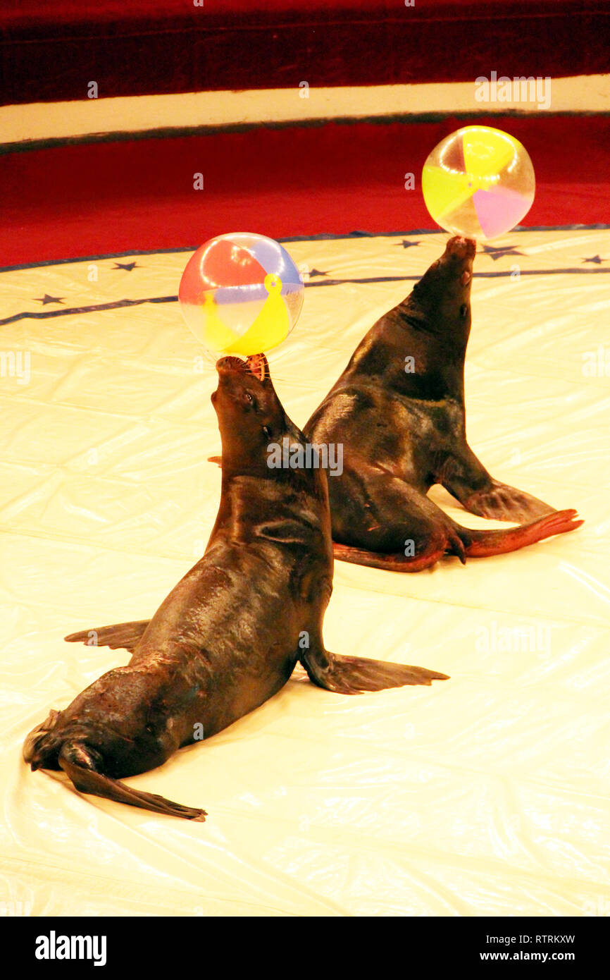 Trained fur seals making show with balls on circus arena. Marine mammals performing in arena of circus. Performance of fur seals in circus Stock Photo