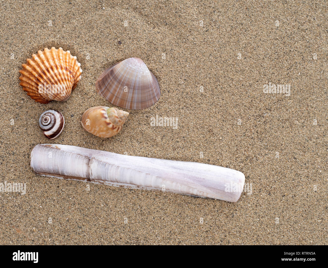 Seashells on a sandy Italian beach including razor shell, Ensis magnus. Stock Photo