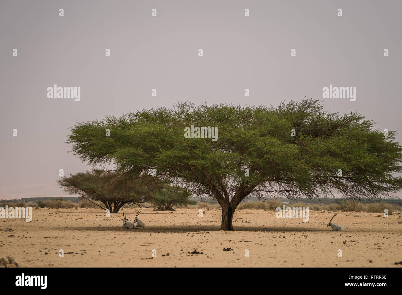 Antilopes in the shadow of the tree Stock Photo