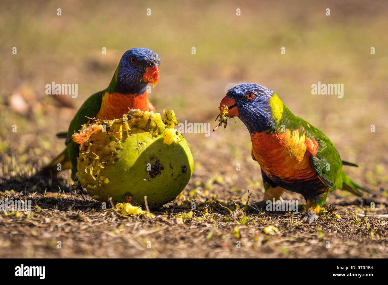 Parrots and their apple Stock Photo Alamy