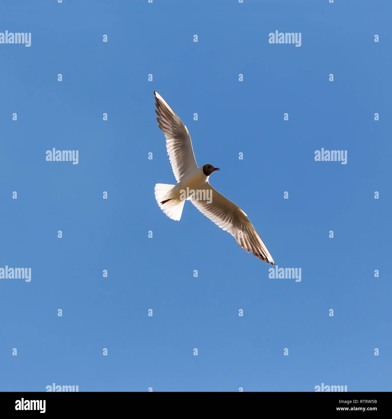 flying seagull close up against the blue sky Stock Photo