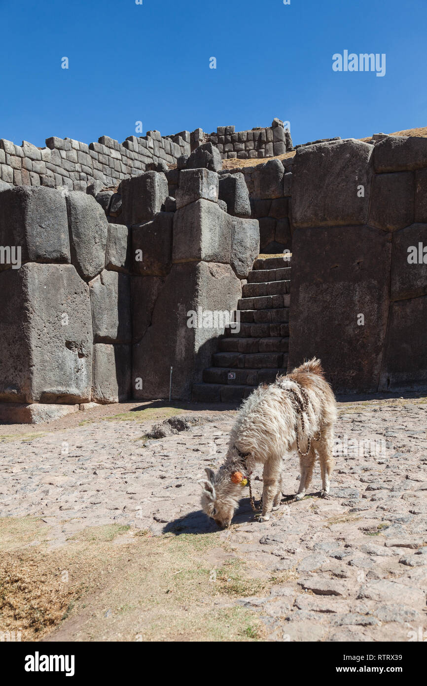 Llama sacsayhuaman peru hi-res stock photography and images - Alamy