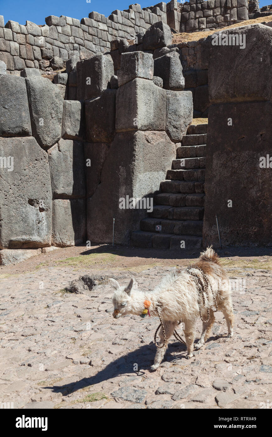 Llama sacsayhuaman peru hi-res stock photography and images - Alamy