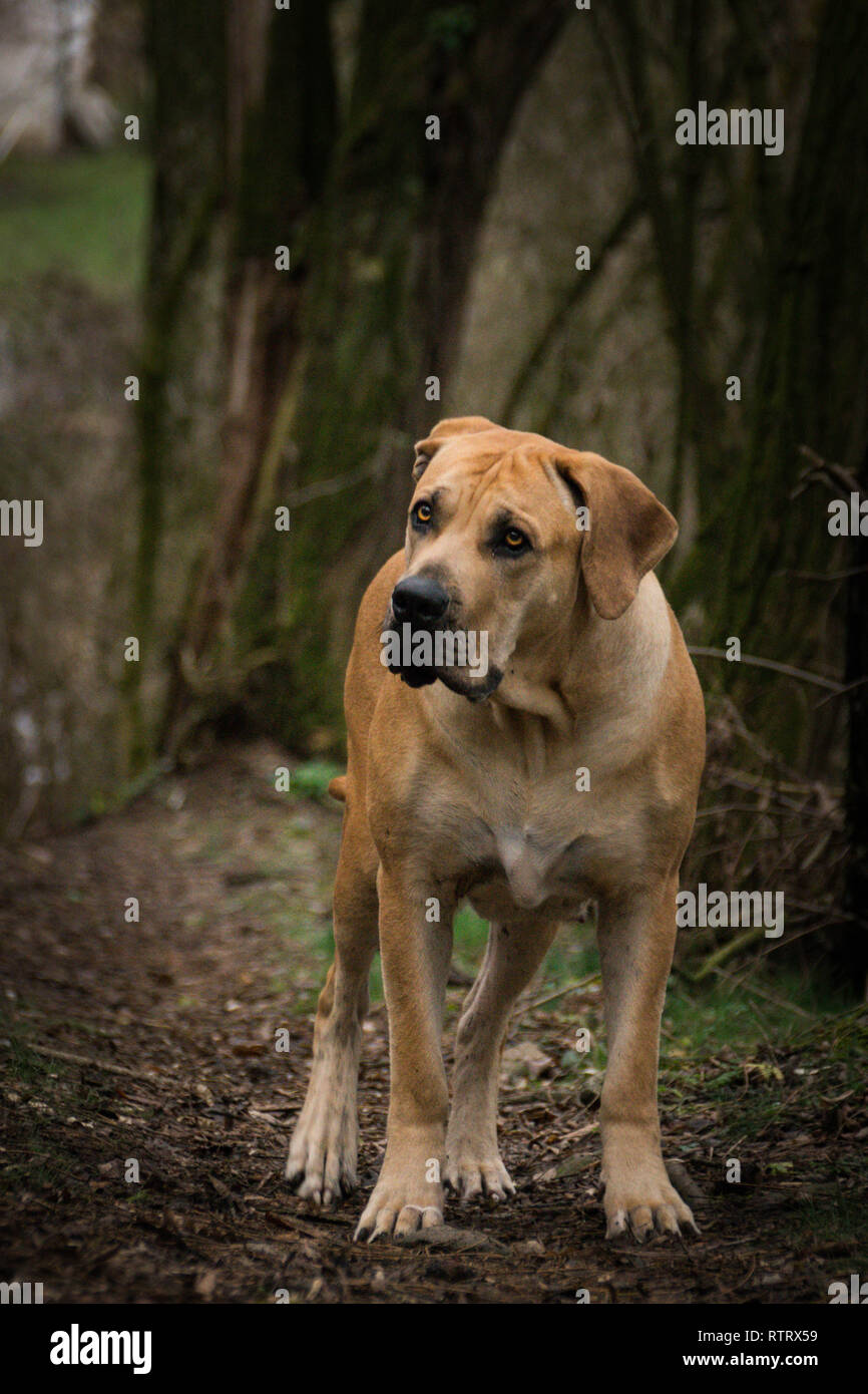 Portrait of boerboel dog, who is standing in forest, mysterius atmosphere Stock Photo