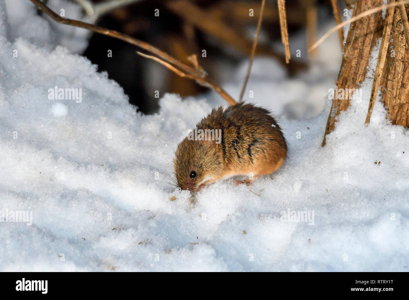 Field vole is digging out seeds from the snow. Stock Photo