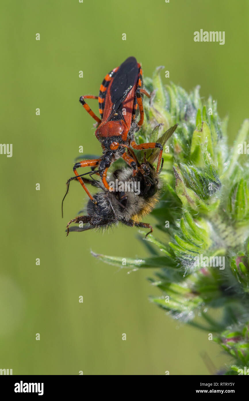 Assassin bug Rhynocoris iracundus in Czech Republic Stock Photo