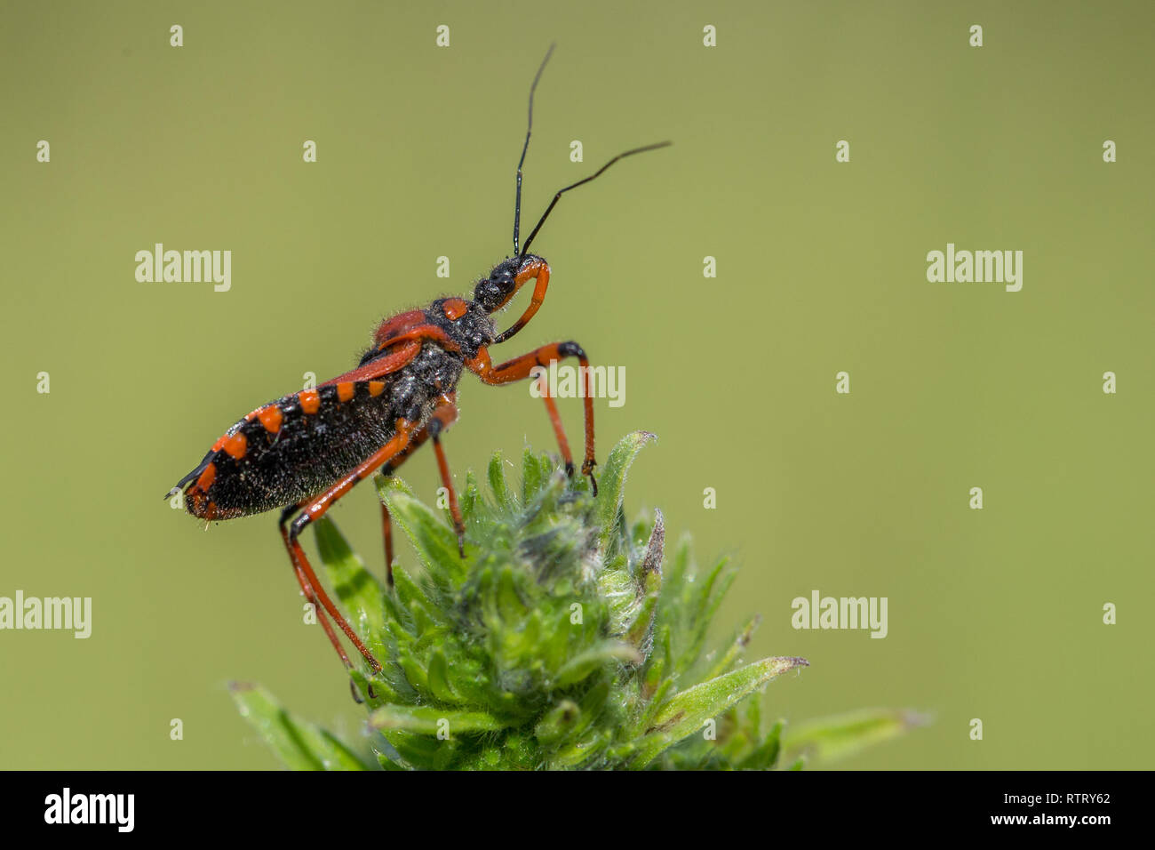 Assassin bug Rhynocoris iracundus in Czech Republic Stock Photo