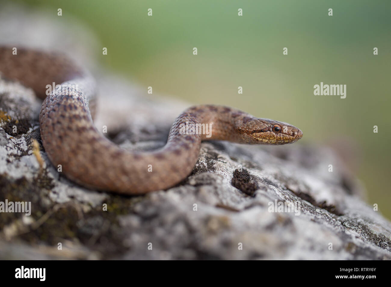 Smooth snake, Coronella austriaca, in Czech Republic Stock Photo