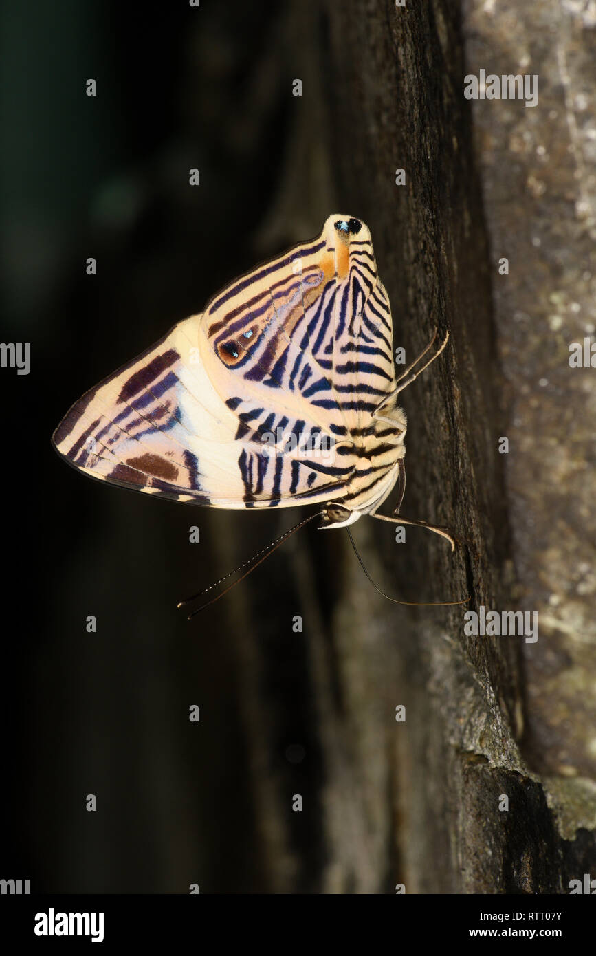 Dirce Beauty Butterfly (Colobura dirce) adult feeding with proboscis extended, Soberania National Park, Panama, October Stock Photo