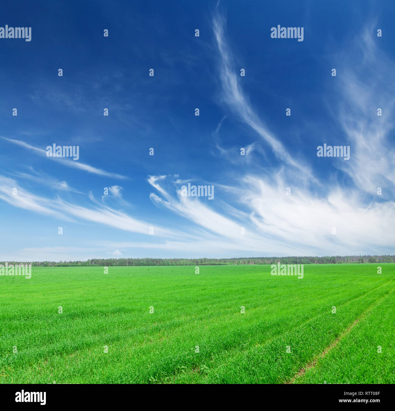 Green grass field and blue sky background Stock Photo - Alamy
