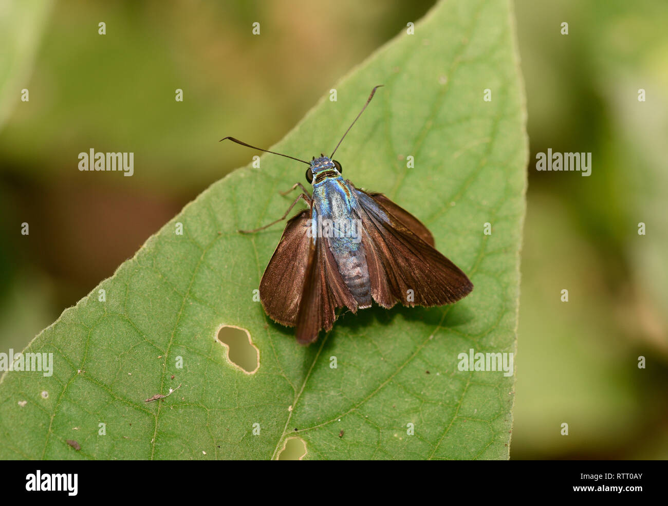 Blue-glossed Skipper Butterfly (Onophas columbaria) at rest on leaf, Soberania National Park, Panama, October Stock Photo