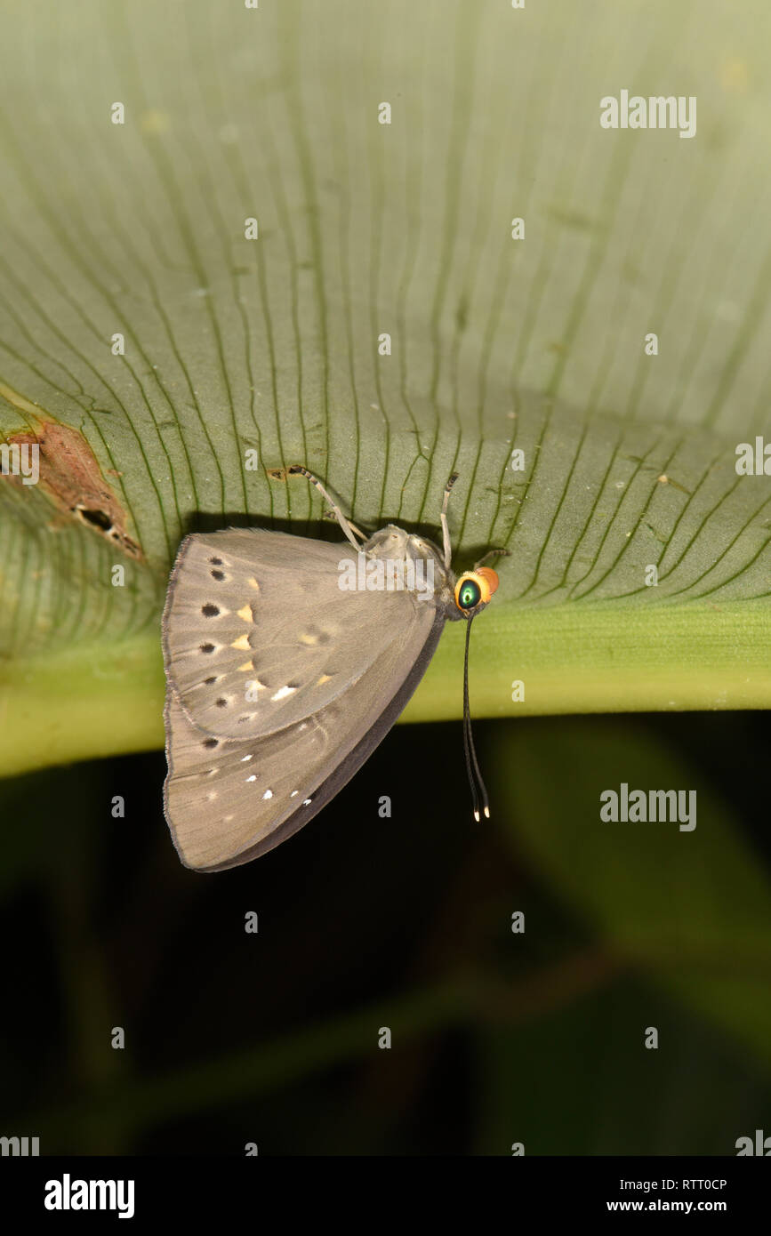 Blind Eurybia Butterfly () adult resting on underside of leaf, Soberania National Park, Panama, October Stock Photo