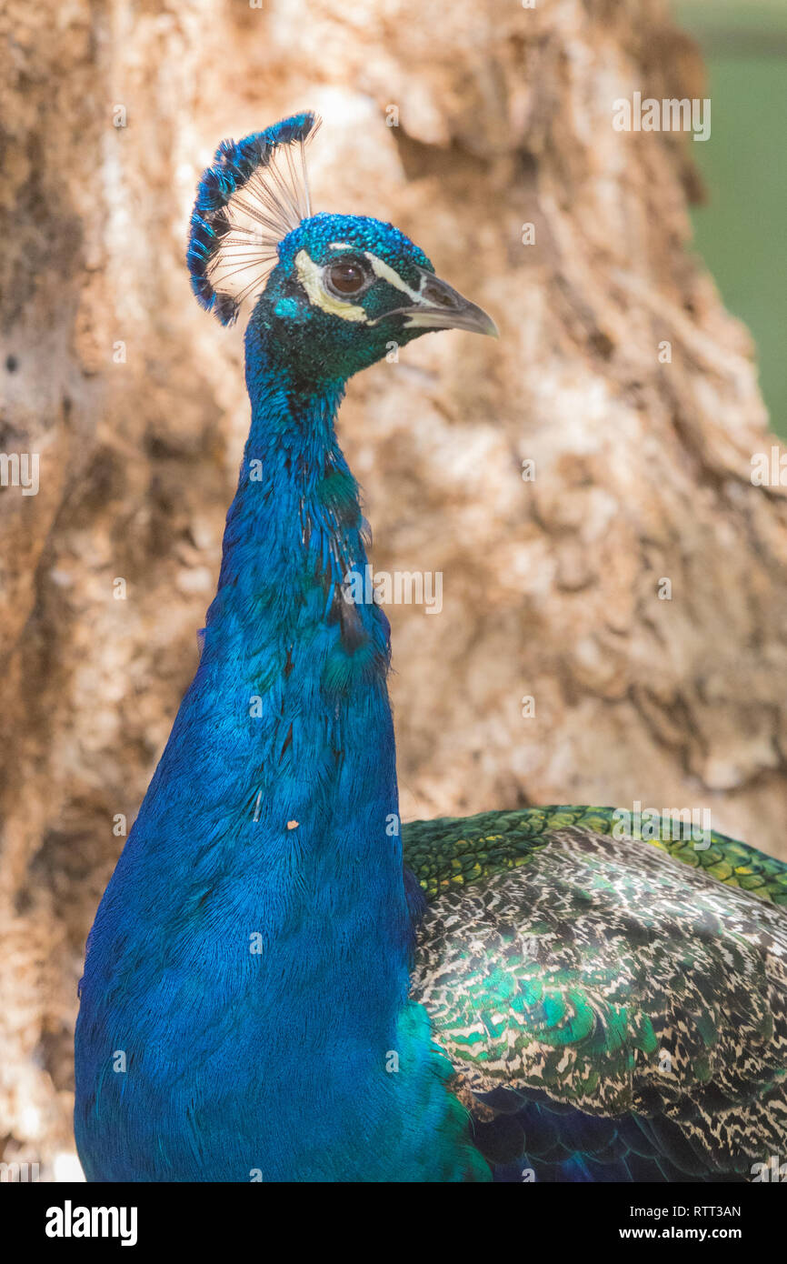 Blue peafowl (Pavo cristatus) Stock Photo