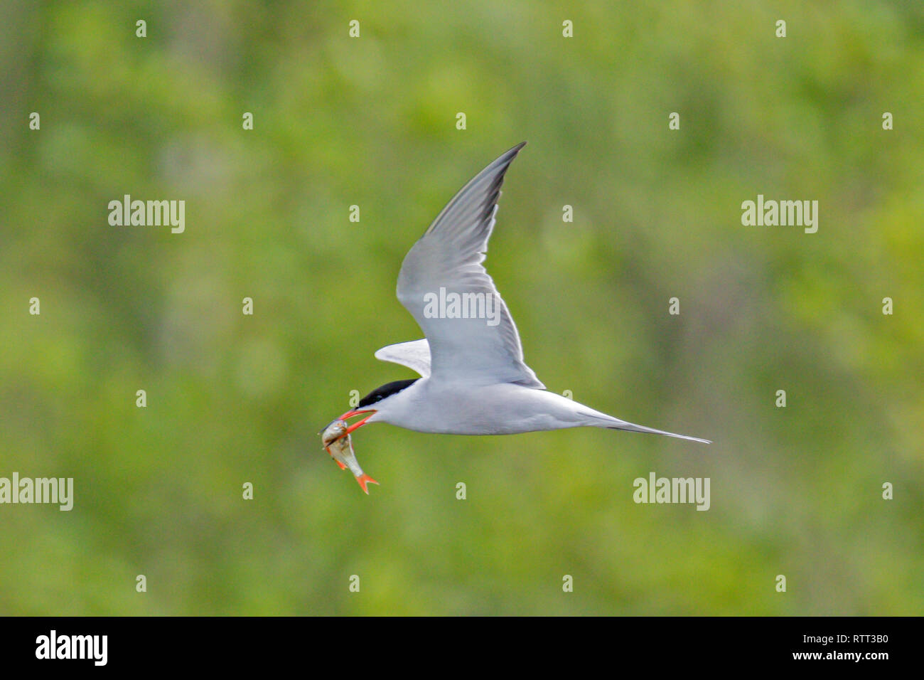 Common Tern (Sterna hirundo) Stock Photo