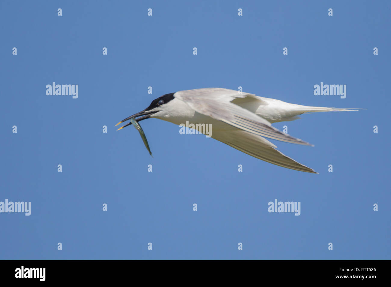 Sandwich tern (Thalasseus sandvicensis) in flight Stock Photo