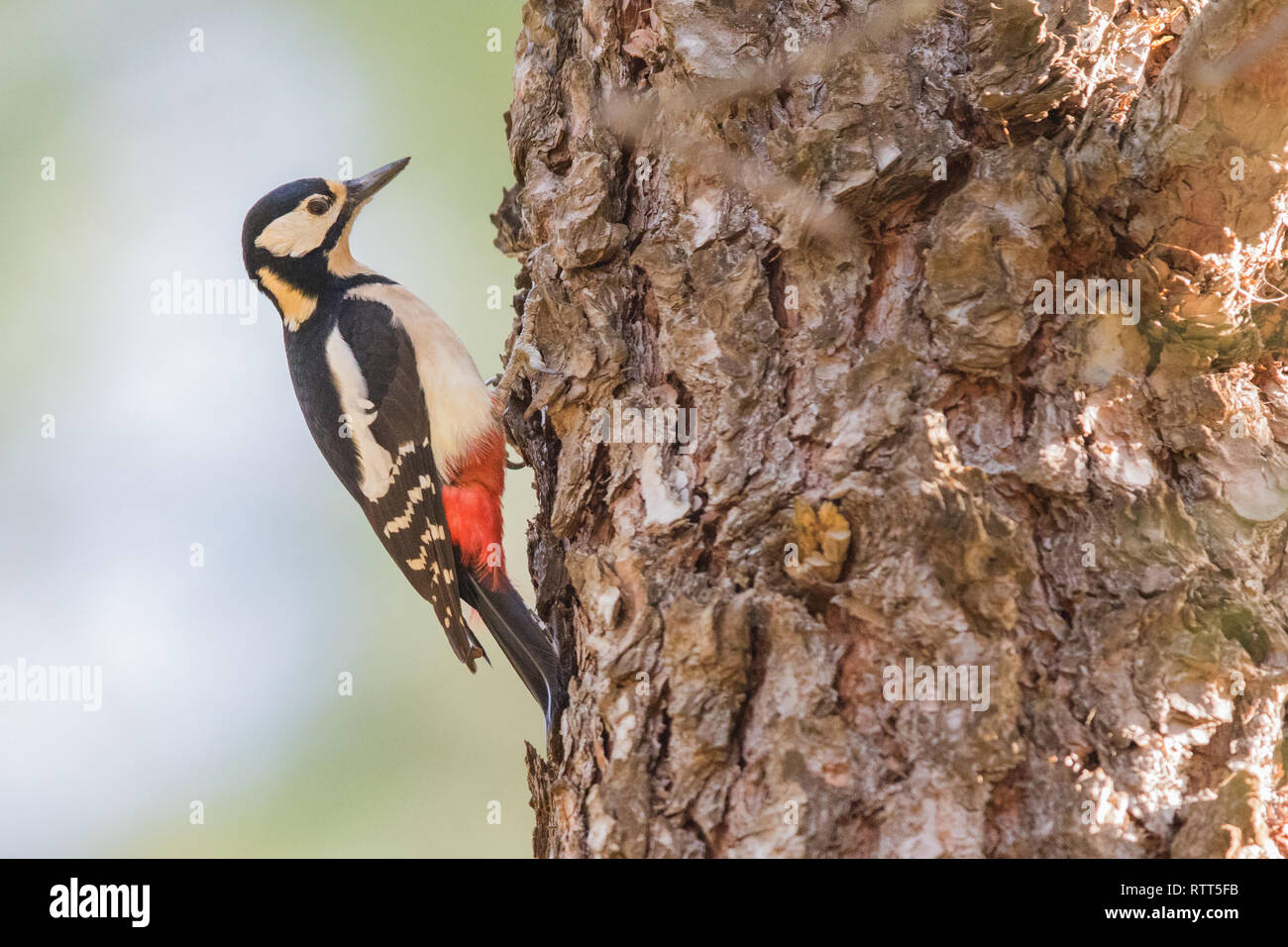 A female Great spotted woodpecker drumming at a tree Stock Photo