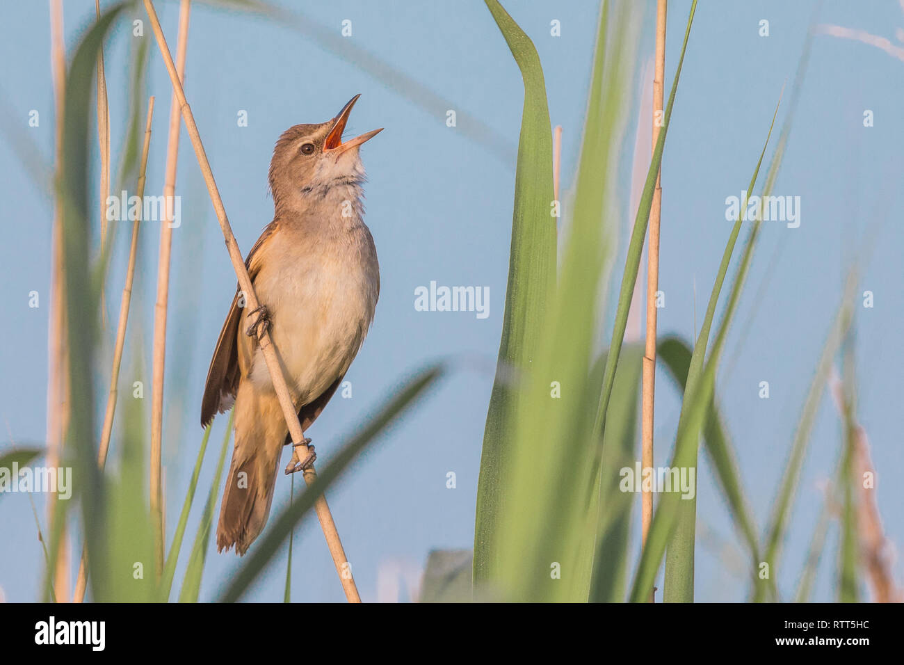 A male great reed warbler (Acrocephalus arundinaceus) singing in the red bed Stock Photo