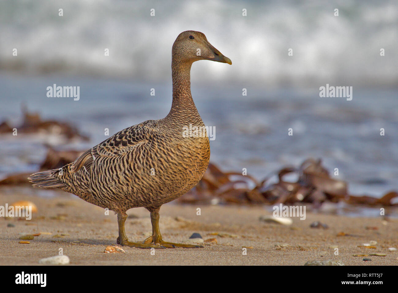 A female Common Eider at the beach of Helgioland Stock Photo