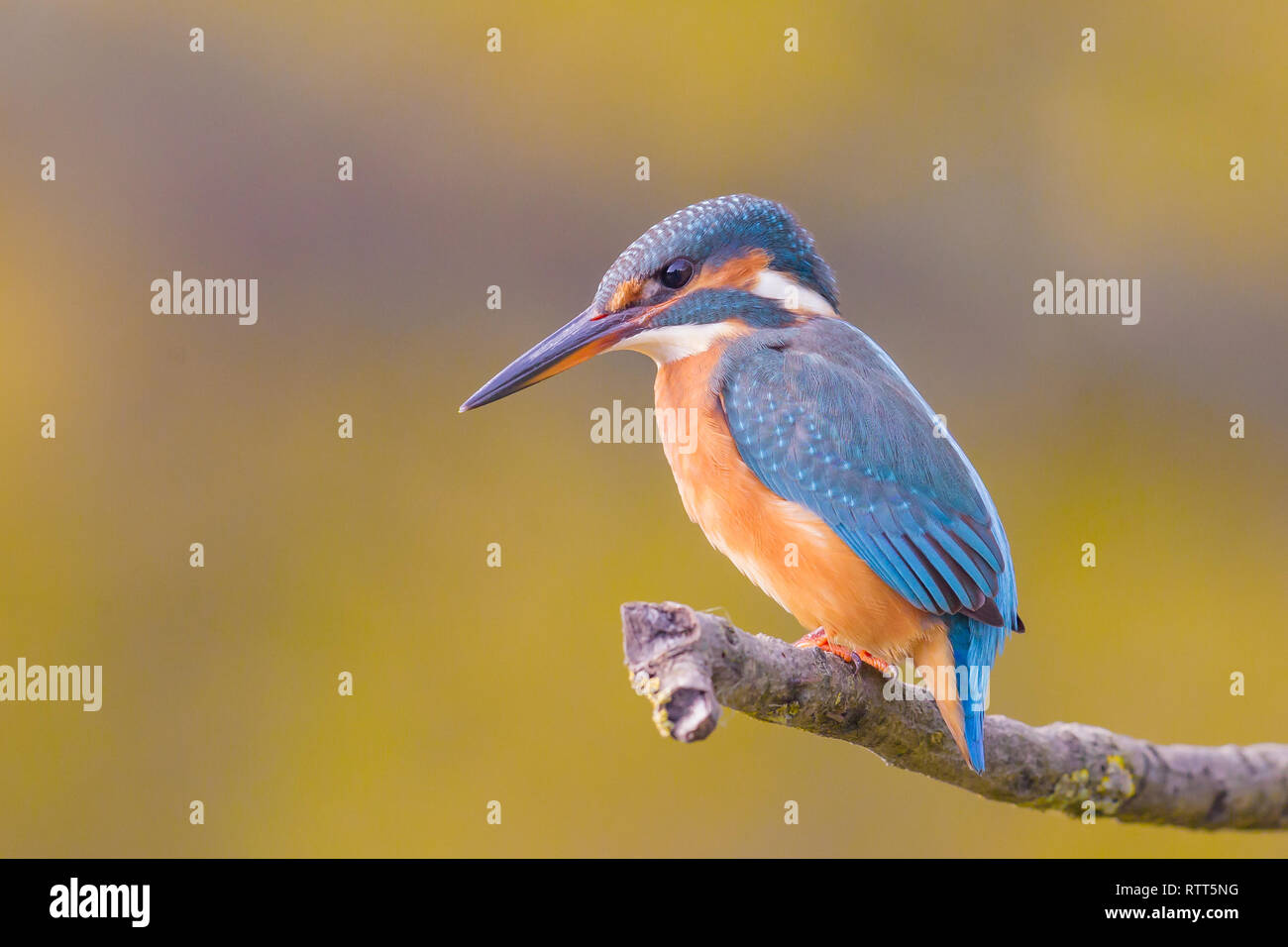 Common kingfisher (Alcedo atthis) sitting on a branch Stock Photo