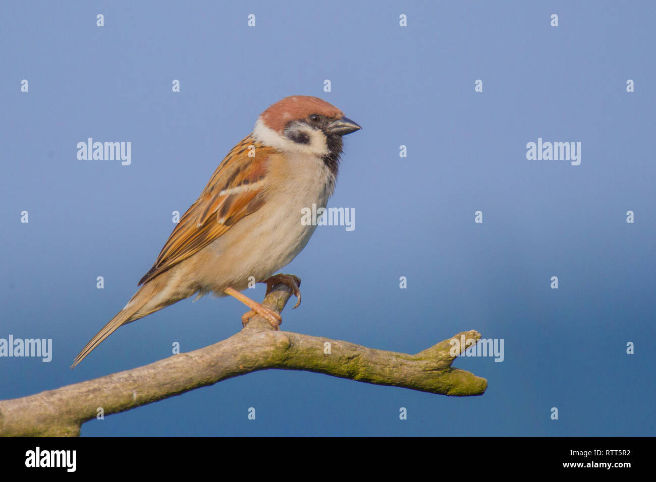 Passer montanus sparrow hi-res stock photography and images - Alamy