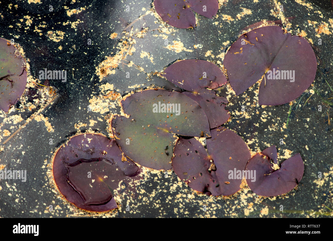Plant, photosynthetic, eukaryotes, Plantae, multicellular, flowering