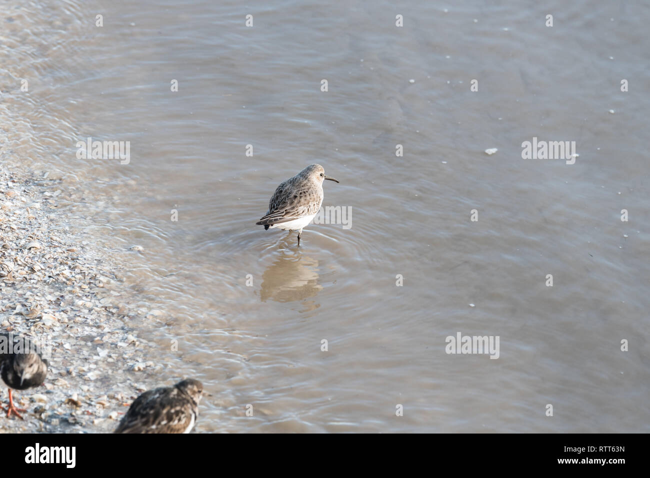 Sanderling standing in water Stock Photo