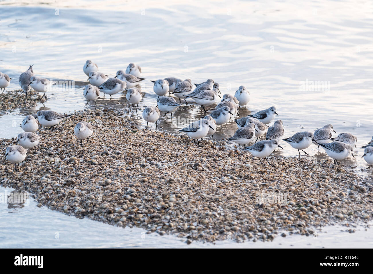 Sanderlings waiting for the tide to go out Stock Photo