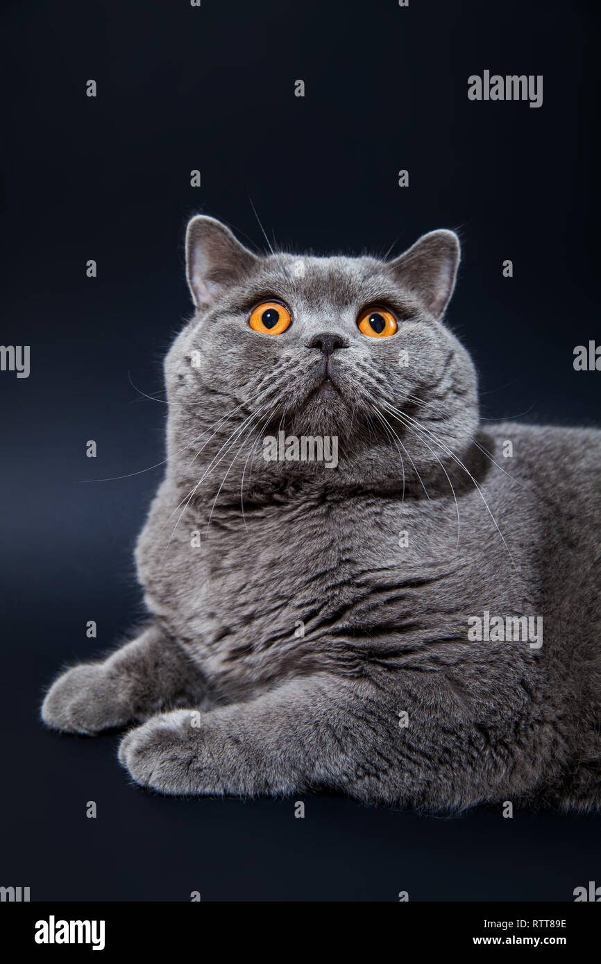 Grey British Cat With Orange Eyes On Black Background Stock Photo